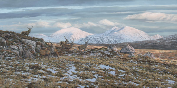 Red Deer Stags Print - Herd of red deer in the Scottish Highlands - An Teallach