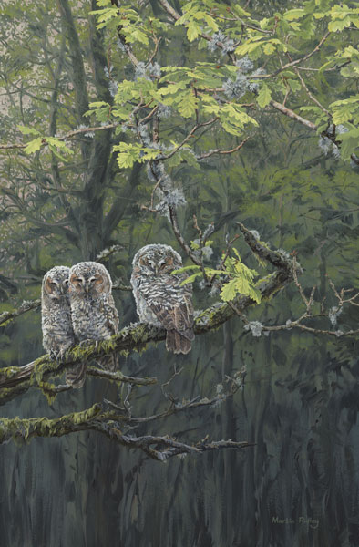 Young Tawny Owls Prints - Three tawny owl chicks huddling on an oak branch from a painting by Martin Ridley - Newly Fledged Owlets 