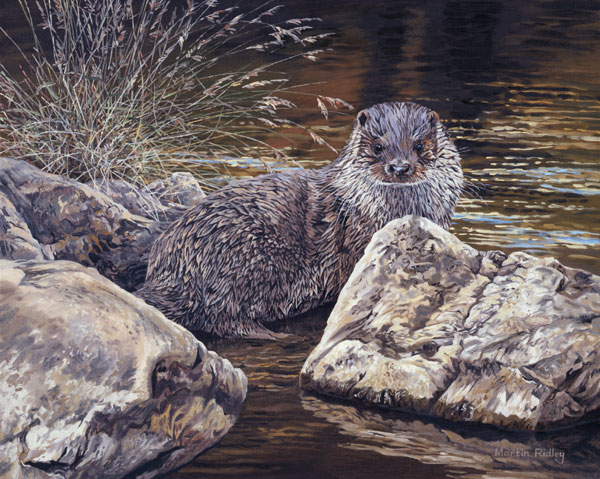 Reproduced from an oil painting of a  young otter by Martin Ridley. European otter print for sale - Canvas Reproduction