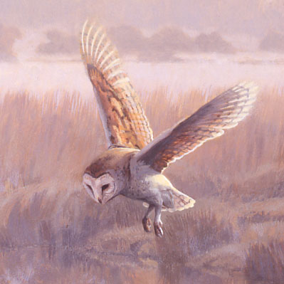 Hovering barn owl picture - Original oil painting depicting a hovering owl