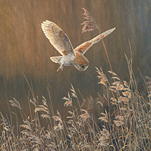 Barn owl in flight - Wildlife art canvas print