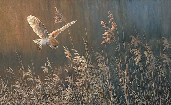 Oil painting of a barn owl hunting over reeds