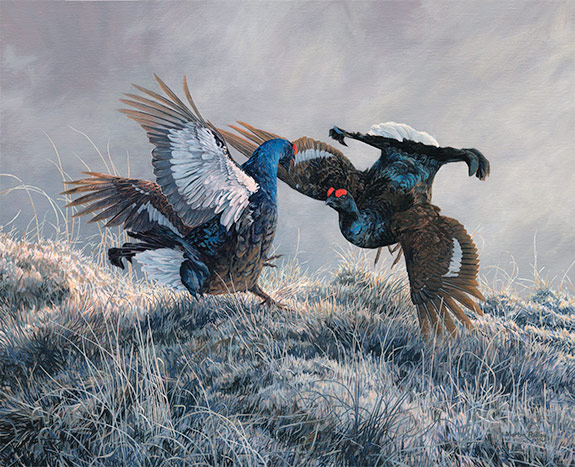 Original oil painting of  fighting black grouse at a lek
