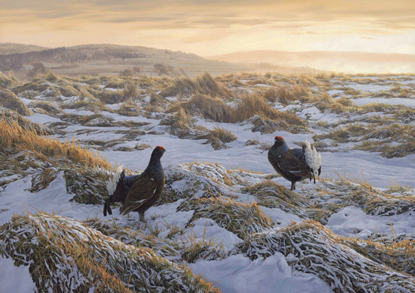 Original oil painting of displaying black grouse at the lek - Gamebird painting