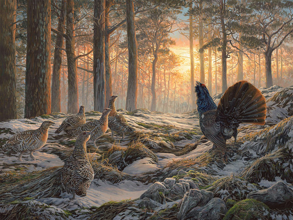 Gamebirds - Capercaillie male displaying to grey hens. Capercaillie oil painting for sale