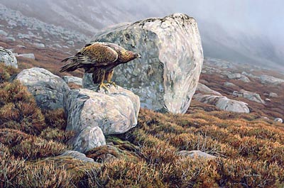 Golden eagle print from an bird of prey oil painting