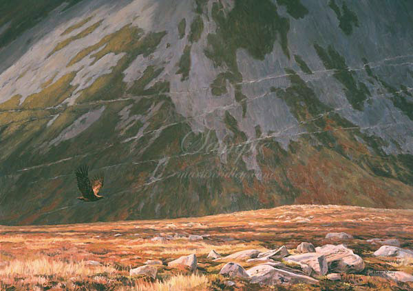 Golden Eagle in Flight - Oil Painting by Martin Ridley