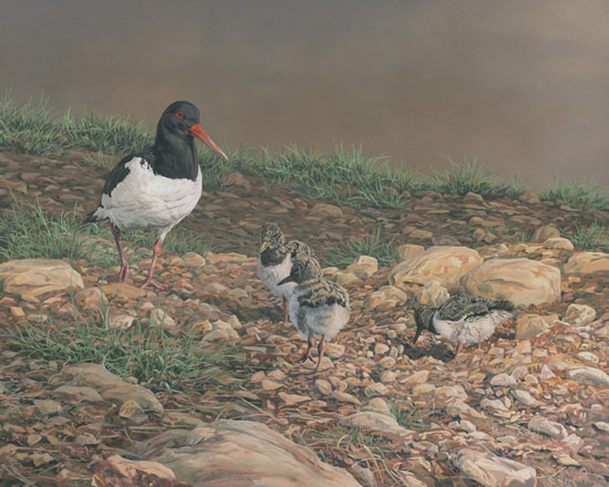 Oystercatcher and Chicks - Oil Painting