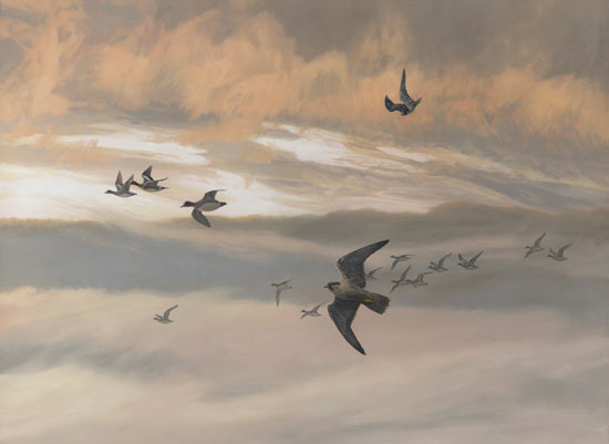 Peregrine Falcons chasing Wigeon - Original Oil Painting