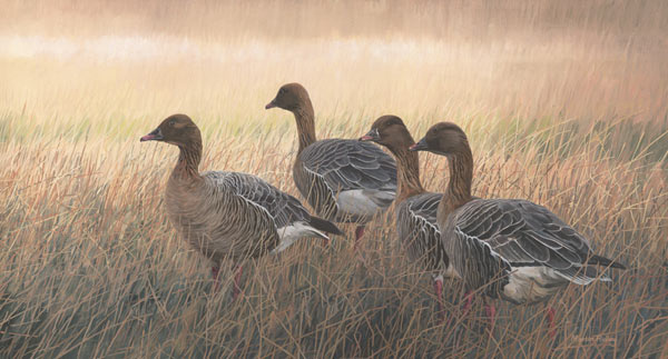 Pink-footed Geese - An original Oil Painting