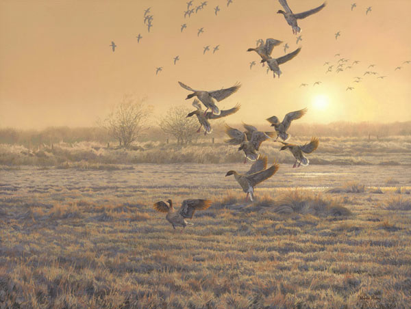 Pink-footed geese - wildfowl painting - oil on canvas. A flock of pink-footed geese landing in a field, more flocks of geese are coming out of the mist at sunrise