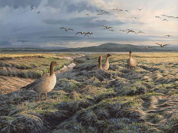 Original oil painting of geese at Wigtown Bay