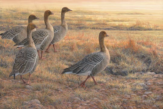 Pictures of pink-footed geese - original oil painting by wildlife artist Martin Ridley