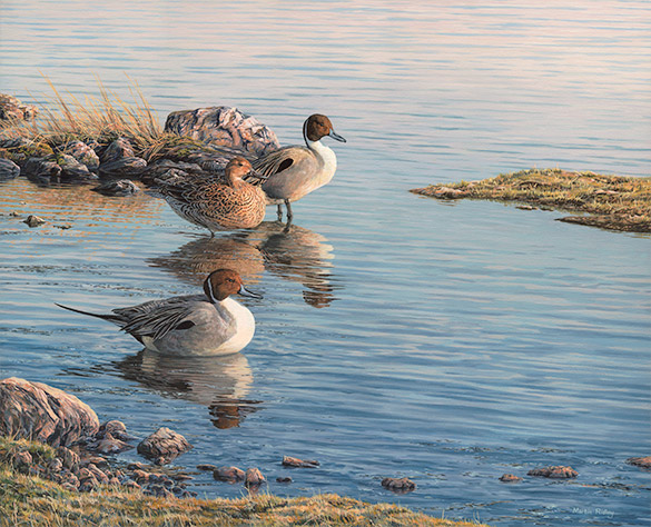 Original oil painting of  resting Pintail Ducks - Wildfowl Art