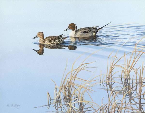 oil painting of a pair of pintail ducks by Martin Ridley