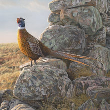 Ring-necked Pheasant - Original Oil Painting