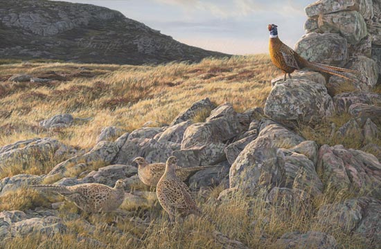 Ring-necked Pheasants -  Original oil painting