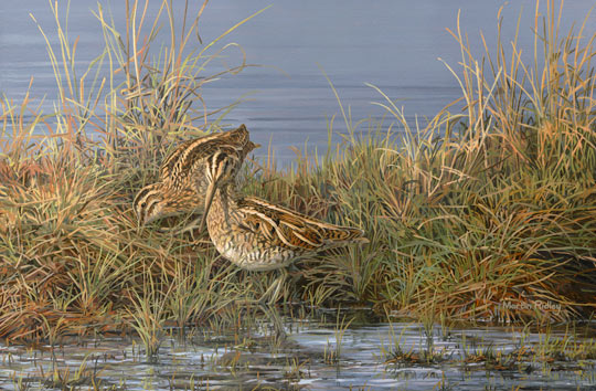Common Snipe - Game bird pictures - Bird painting in oils
