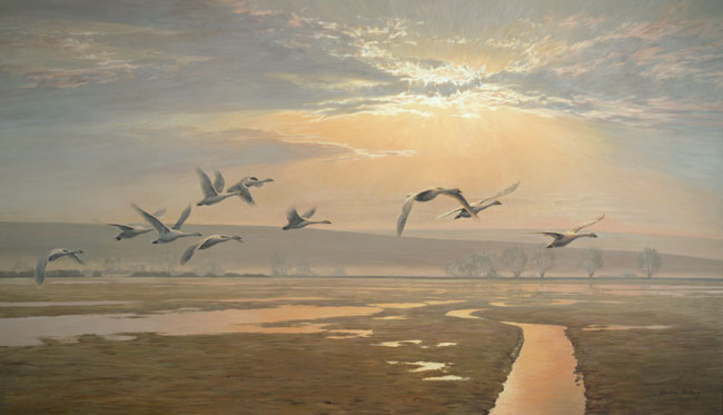 Bewick's Swans in Flight - Original Oil Painting by Martin Ridley. This large canvas was created at the Slimbridge Centre of Wildfowl and Wetlands Trust founded by Sir Peter Scott