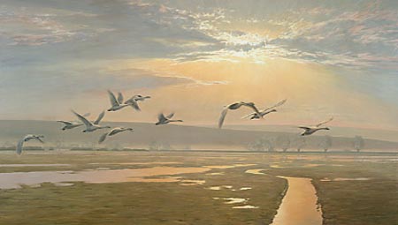 Bewick's Swans in Flight - Original Oil Painting by Martin Ridley. This large canvas was created at the Slimbridge Centre of Wildfowl and Wetlands Trust founded by Sir Peter Scott