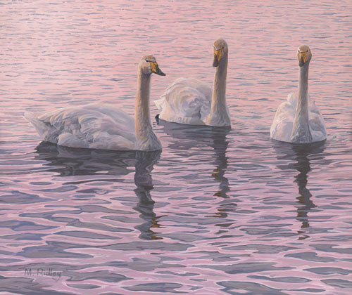 Whooper Swans Oil Painting