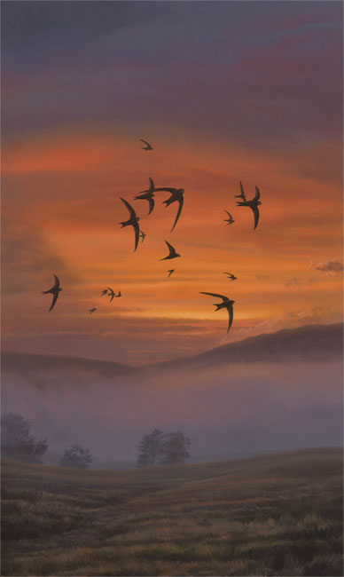 Swifts on a summer evening - Bird Painting by Martin Ridley