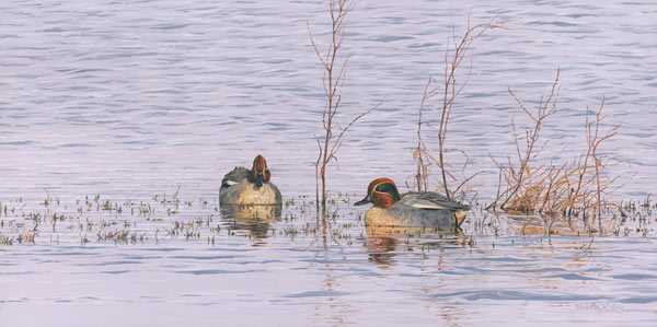 Drake Teal Picture