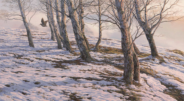 Original oil painting of a woodcock over snow. A woodcock flying from a stand of silver birches.