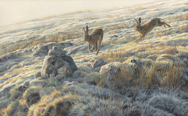 Chasing Brown Hares Oil Painting - British Mammals Pictures