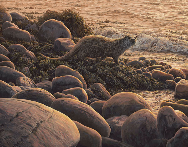  Martin Ridley european otter painting for sale - "Copper Shoreline" Original oil painting of an otter at the waters edge.