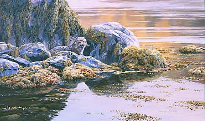 Otter pictures - Loch Ailort