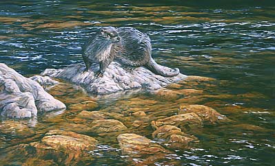 Otter pictures -  Otter and peat-stained river