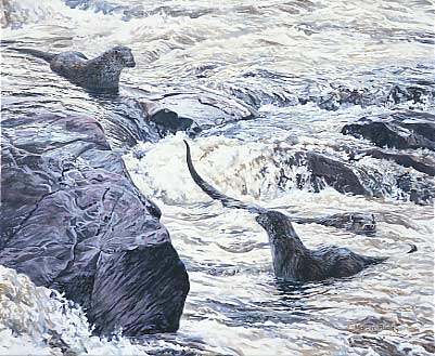 Image of otters amongst the rapids - Original oil painting