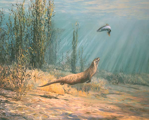 Underwater view of an otter chasing a sea trout. An original oil painting by Martin Ridley