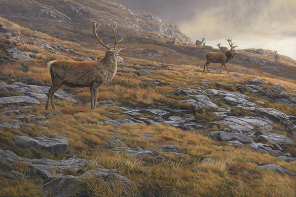 Red Deer Stags and Hinds during the Autumn Rutt - Original Oil Painting