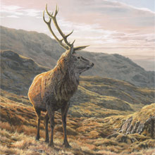 Red Deer Stag - Wildlife art canvas print