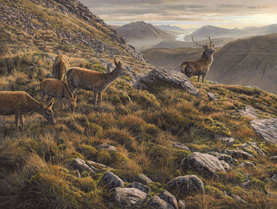 Beinn Maol Chaluim, Red Deer oil painting - Red deer stag with hinds in Glen Etive. View looking down Loch Etive.