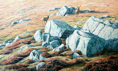 Scottish Red Deer Stags