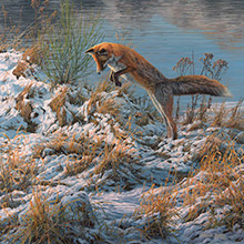 Pouncing Red Fox - Original Oil Painting
