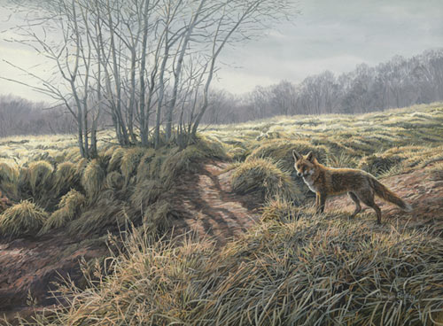 Red Fox on Patrol - Original oil painting