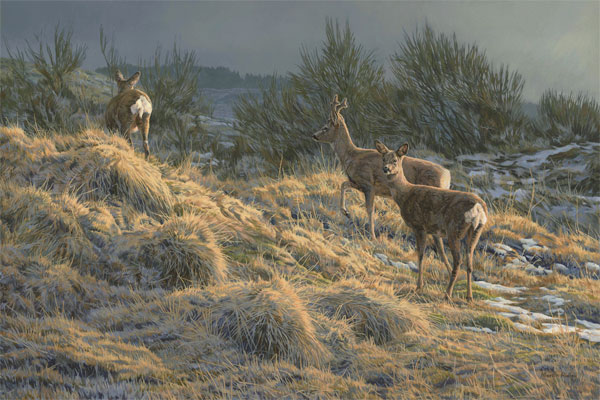 Oil painting of three roe deer picking their way through some broom scub. Original roe deer oil painting for sale