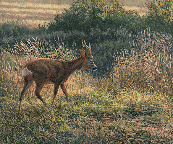 Chasing Roe Bucks Picture - Roe buck painting by Martin Ridley