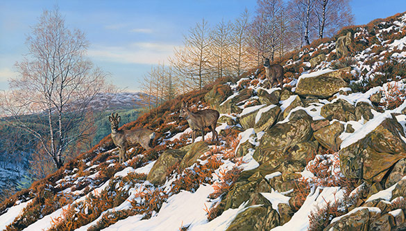 Roe Buck Pictures - An oil painting of a Roe Buck and two does amongst boulders. A deer print from a painting by Martin Ridley