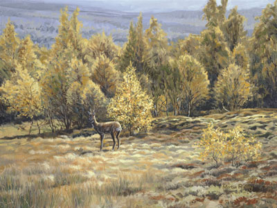 Paintings of roe deer by Martin Ridley -  Roe buck paintings in the Scottish Highlands - Original oil painting on canvas board