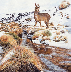 Roe deer pictures - Detail from an acrylic painting of a roe buck in snow