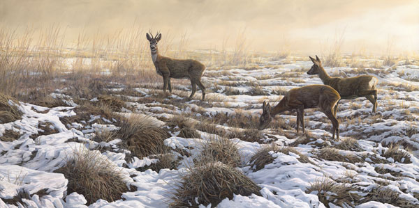 Roe deer pictures - First snow roe deer print from an oil painting of a roe buck and two does in the snow by Martin Ridley