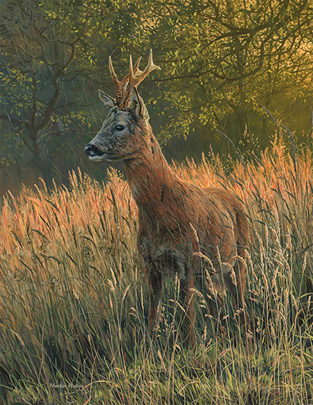 Summer roe buck - roe deer oil painting