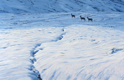 Three roe deer in the snow from a roe deer oil painting