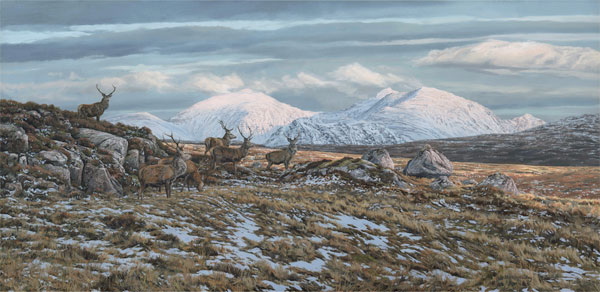 Oil painting of a herd of red deer stags, views towards the mountain of An Tealach, Scottish Mountain Pictures