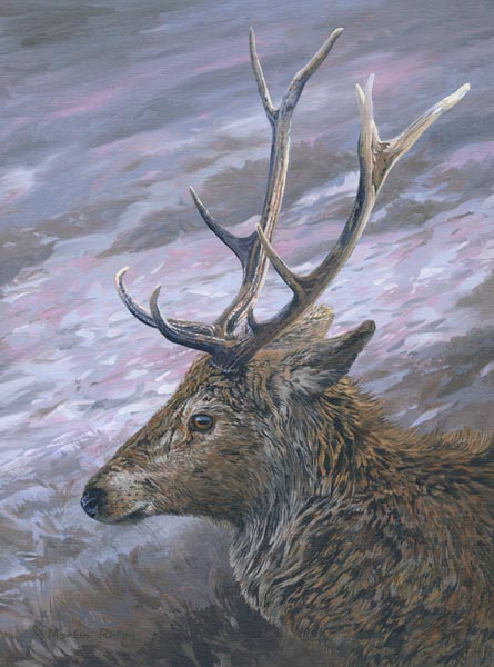 Red deer stag head study - Original oil on Canvas